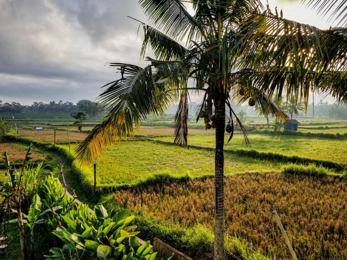 Mancur Guesthouse Ubud Dış mekan fotoğraf
