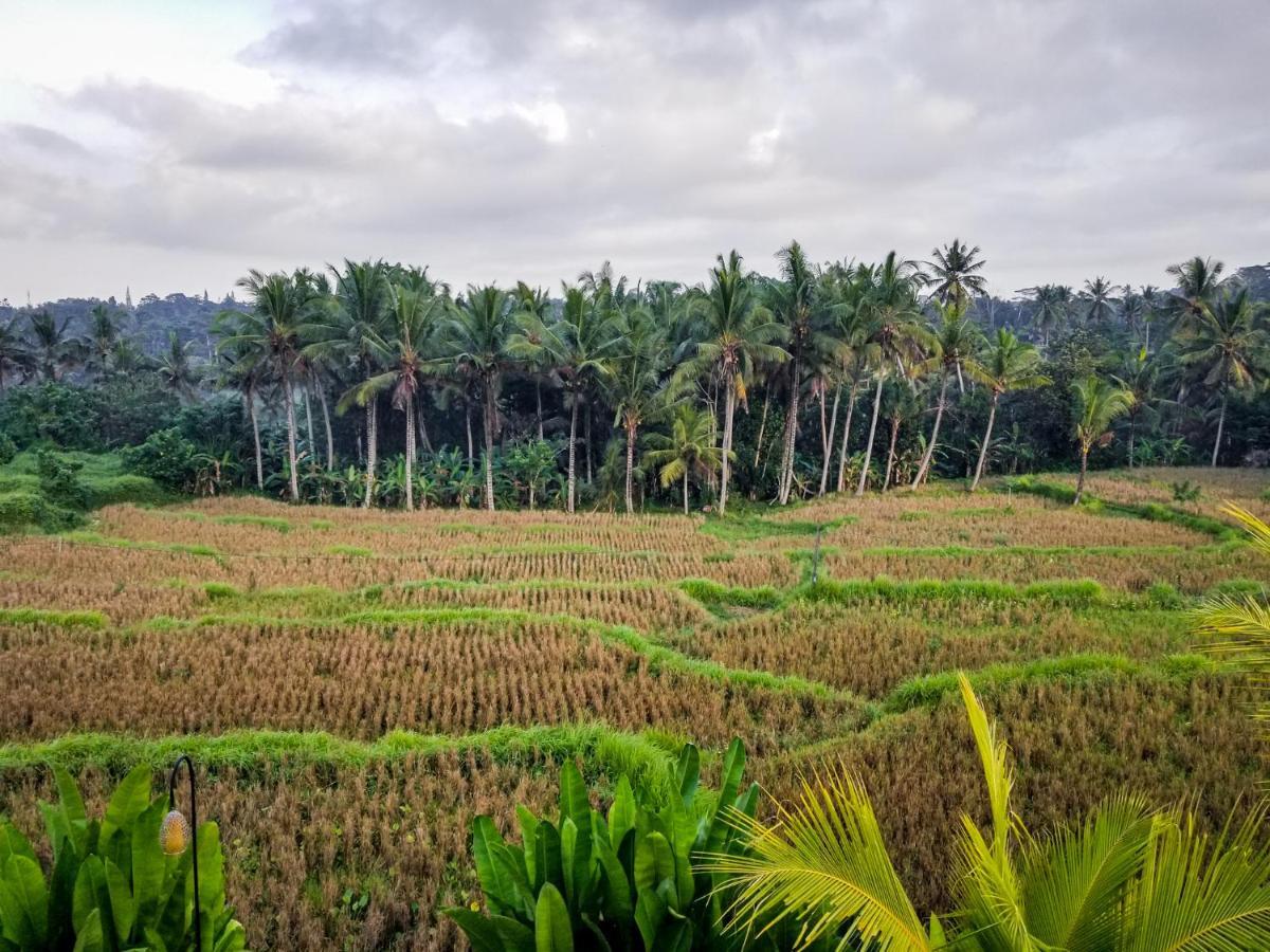 Mancur Guesthouse Ubud Dış mekan fotoğraf